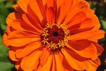 orange wild flower 