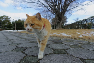 公園を歩いてくる茶トラの猫です