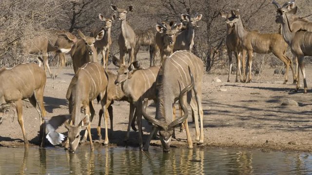 Young kudu calves walk up to a watering hole as older members of the herd stand behind them watching.
