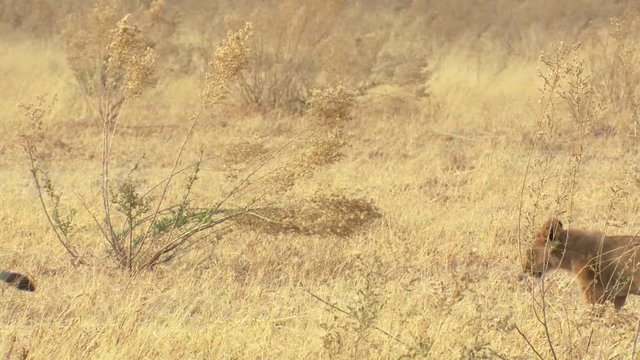Two female lions and a cub walk by followed by another cub trailing behind