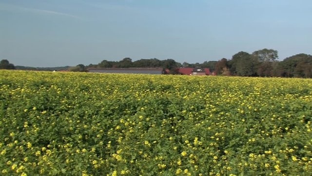 Blooming mustard field near Vechta in northern Part of Germany.
