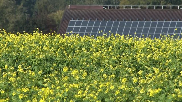 Medium shot of blooming mustard field near Vechta in northern Part of Germany.