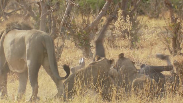 Medium close shot of a male lion watching over his cubs as they help kill a large wildebeest
