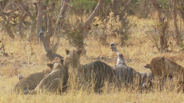 Lioness clamps down on the throat of a wildebeest so her cubs can eat as the male stands watch