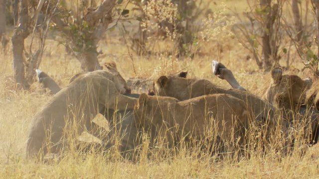 Close-up of lion cubs joining in on the kill as a large adult male is on guard