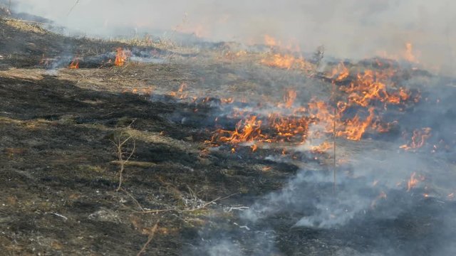View of the terribly burnt field after a dangerous wild fire in the daytime. Burning dry grass. A large area of nature is in flames.