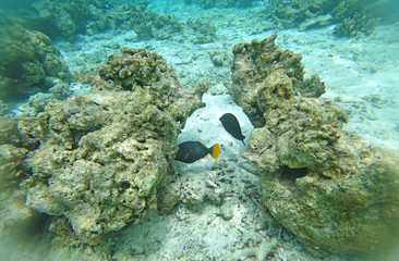 Fototapeta na wymiar Underwater world Indian Ocean fishes and corals