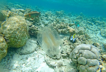 Underwater world Indian Ocean fishes and corals