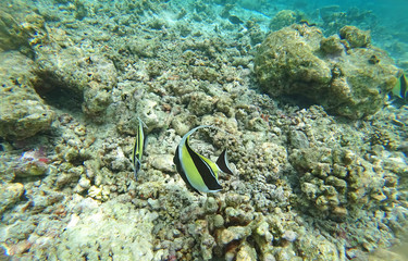 Underwater world Indian Ocean fishes and corals