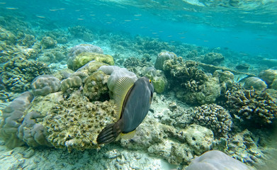 Underwater world Indian Ocean fishes and corals