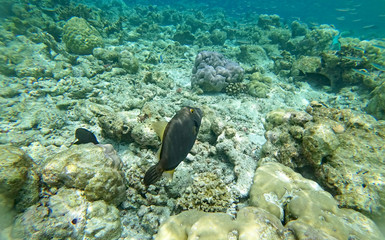 Underwater world Indian Ocean fishes and corals