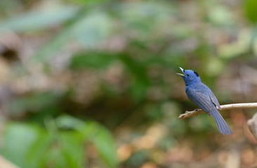 Black-naped Monarch, Beautiful bird in Thailand.