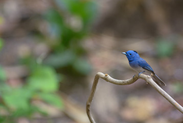 Black-naped Monarch, Beautiful bird in Thailand.