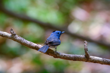 Black-naped Monarch, Beautiful bird in Thailand.