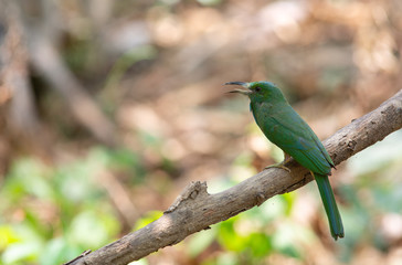 Blue-bearded Bee-eater