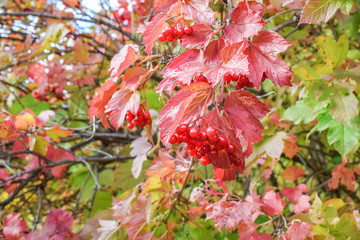 Red juicy berries of viburnum on branch with red leaves at autumn in forest close up