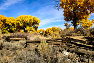 Fototapeta premium Fall cottonwoods