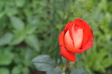 Red rose close up. macro, selective focus