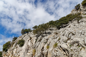 Olivenbäume an einer Felswand, Mallorca, Spanien