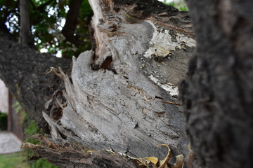 Detalle de tronco seco
