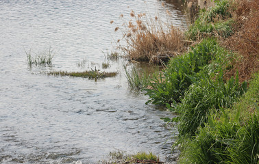 초봄 냇가에 물과 풀