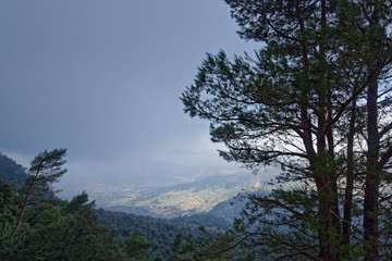 Obraz na płótnie Canvas Kiefern im Tramuntana-Gebirge, Mallorca, Spanien