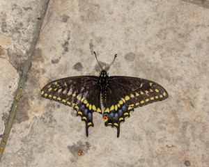 A small butterfly resting and waiting at night