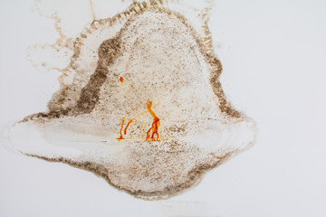 fungus in gypsum ceiling interior building damaged from water leaking