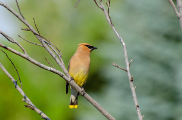 bird on a branch