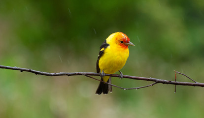 yellow bird on a branch