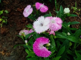 butterfly flowers5