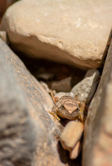 Toad on a stone