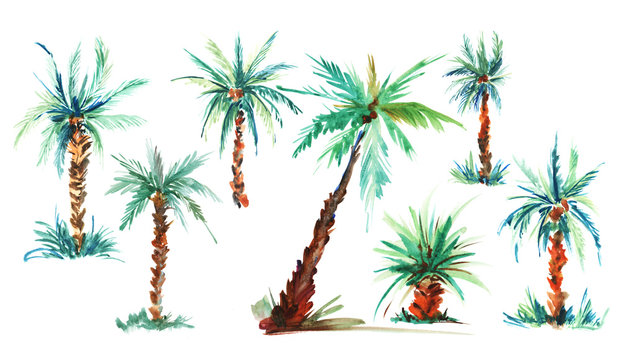 big set of Palms trees with a thick lush green crown and coconuts, on a slender red trunk.