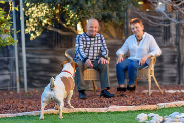 Positive image of happy seniors playing in dog. Selective focus on pet.