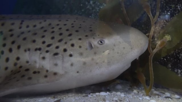 spotted zebra shark lies on the bottom