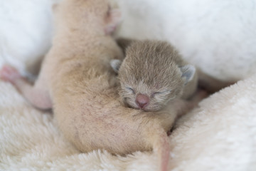 two newborn kittens Burmese breed on the fur litter