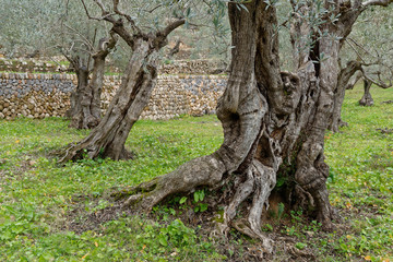 Olivenhain, Mallorca, Spanien