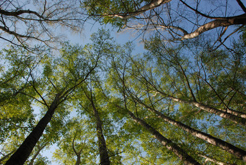 The spring view of the sky through the branches and trunks of big different trees in the mixed forest
