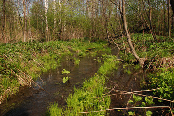 Fototapeta na wymiar spring flood time at the sunny day in the forest outside of the city