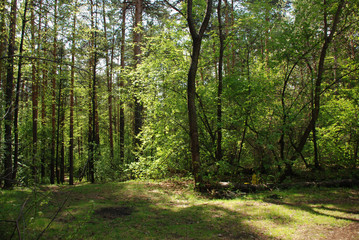 Sunny day walk view in the green spring forest