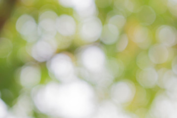 Obraz premium Natural green blur