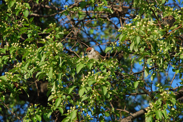 Branch of the tree with green leaves, closer look