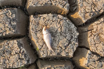 Foto op Plexiglas Died Fish in a dried up empty reservoir or dam due to a summer heatwave, low rainfall, pollution and drought in north karnataka,India © WESTOCK