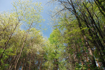 Obraz na płótnie Canvas The spring view of the sky through the branches and trunks of big different trees in the mixed forest