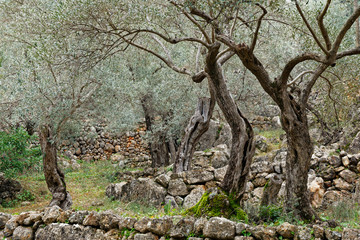 Olivenhain, Mallorca, Spanien