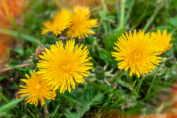 The first spring dandelions in natural conditions. Close-up