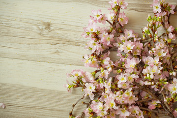 Sakura and wood grain background material. サクラと木目の背景素材