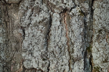 Bark of the old big relief nuts for backgrounds