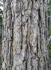Árbol