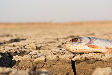 Closeup of died Fish in a dried up empty reservoir or dam due to a summer heatwave, low rainfall,...